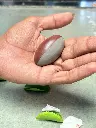narmada shivling k10.webp